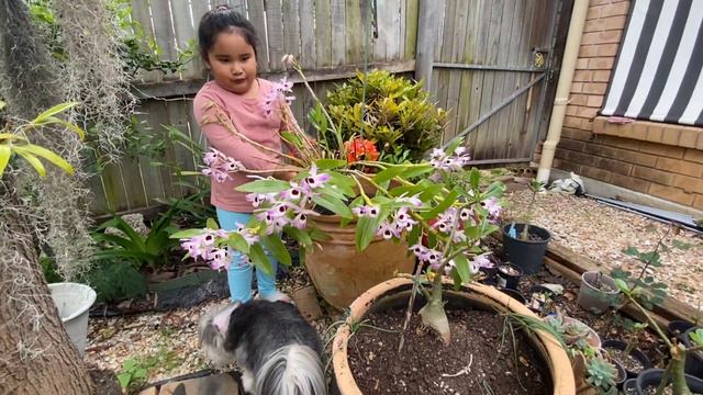 Ena's Oz Life @ Our Orchid in bloom: The Noble Dendrobium смотреть онлайн