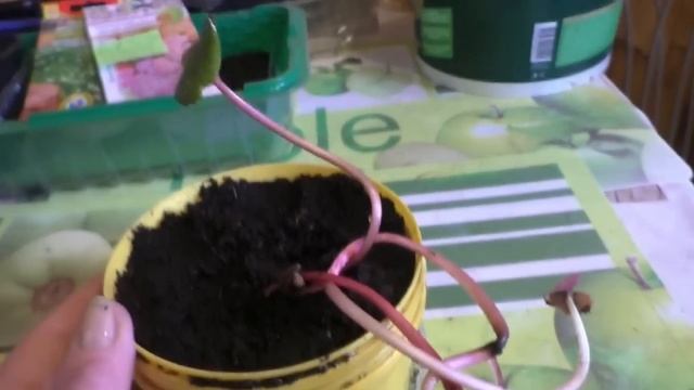 Покупки для сада к сезону 2018: бузульник Миднайт Лэди и новый садовый секатор. смотреть онлайн