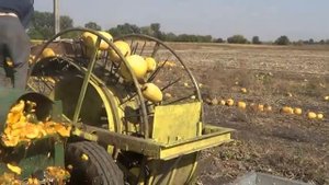 Финальная уборка тыквы . Тыквоуборочный комбайн с подборщиком ,просто огонь