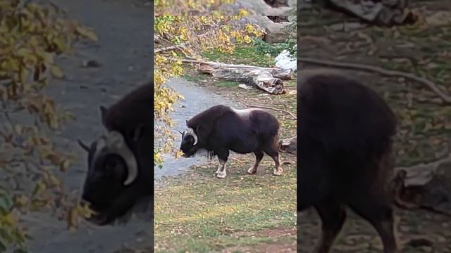 Овцебык! Редкие экзотические животные в московском зоопарке.