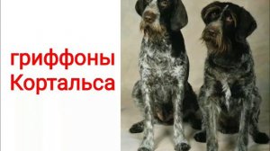 Животные_породы_собак_2 жануарлар