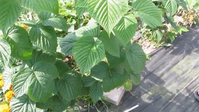 Вайолет- малина с необычным фруктовым вкусом и огромной ягодой