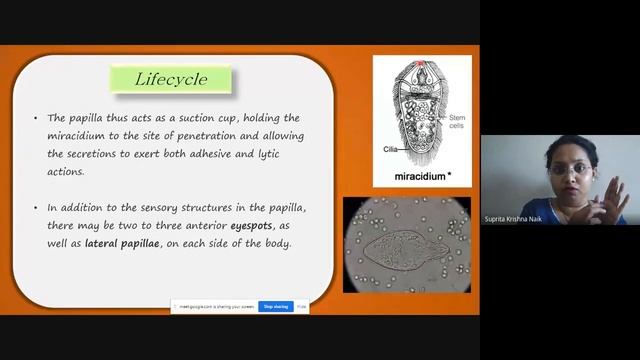 "Lifecycle of Fasciola hepatica" смотреть онлайн