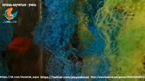 чернохвостый меченосец, аквариумистика для всех, содержание, разведение