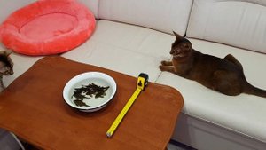 МОИ СОМЫ Красная зебра L 397 Panaqolus sp