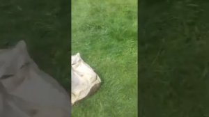 Будет кто чай утром