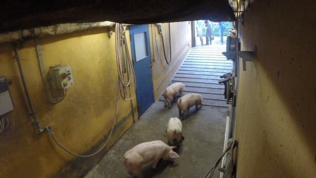 СВИНОФЕРМА. ДАНИЯ. ПРОДАЖА СВИНЕЙ. КУРС СВИНОВОДА