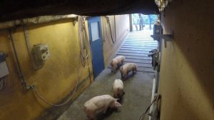 СВИНОФЕРМА. ДАНИЯ. ПРОДАЖА СВИНЕЙ. КУРС СВИНОВОДА