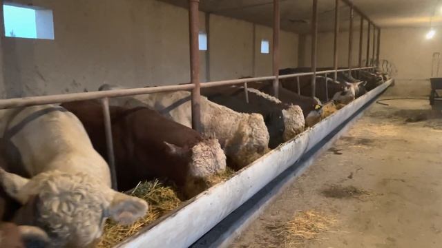 Откорм бычков. Откорм бычков на мясо