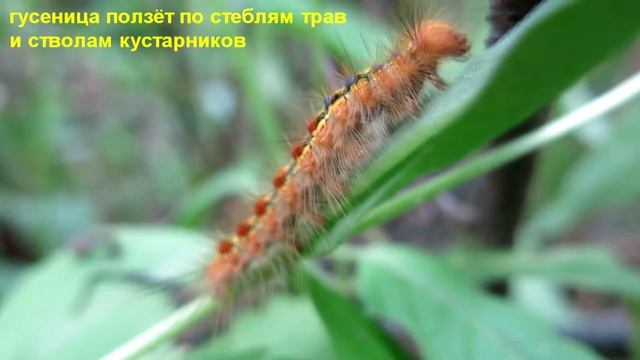 Гусеница непарного шелкопряда смотреть онлайн