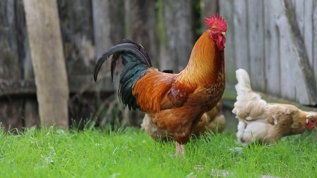 ПетуШкИ и КуРиЦы. Как в сказке. смотреть онлайн