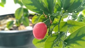 Плодоносит и цветёт мурайя. Февраль 2021