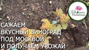 Сажаем вкусный виноград под Москвой и получаем урожай