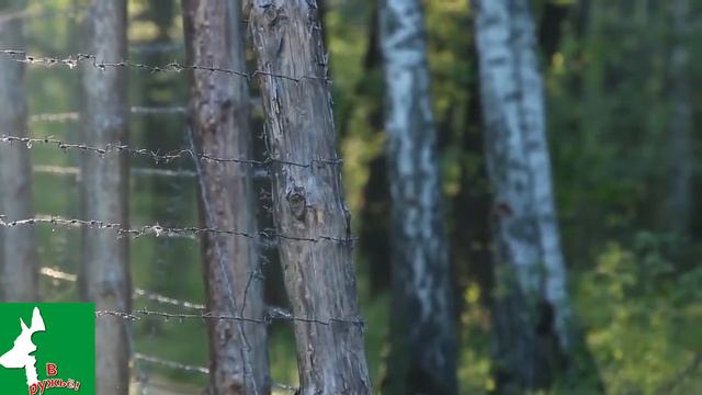 Лучшие песни про пограничников
