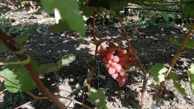 Виноград Геннадий (Писанка О. М.) прививка 2023год виноградник Король В. Н. г.Краснодар. смотреть онлайн