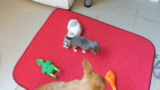 ЧИХУА МАРИ МИСТИК ФОРБС ГОЛУБОЙ ТРИКОЛОР #КУПИТЬЩЕНКАПРОДАМЧИХУА( ПИТОМНИК "МАРИ МИСТИК" ) смотреть онлайн