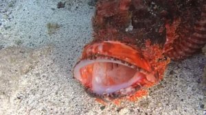 Der unsichtbare Killer ☠️ Der Steinfisch ? im Roten Meer Ägyptens! #stonefish