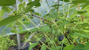 Жимолость Голубое сокровище. Поздний американский сорт. 10.06.22