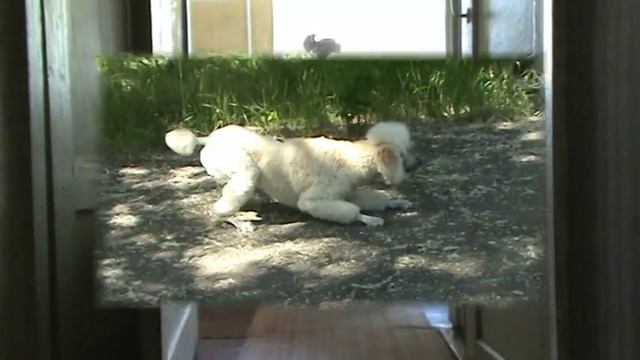 Большой белый пудель Торик с прикольной стрижкой :-) смотреть онлайн