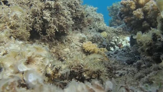 Желтоперая мурена ( Gymnothorax flavimarginatus) смотреть онлайн