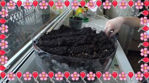 ✿ Посадка укропа ✿ Укроп на подоконнике ✿ Как посадить укроп ✿ Посадка укропа дома ✿