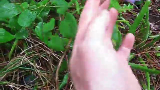 Clematis crispa Swamp Leather Flower смотреть онлайн