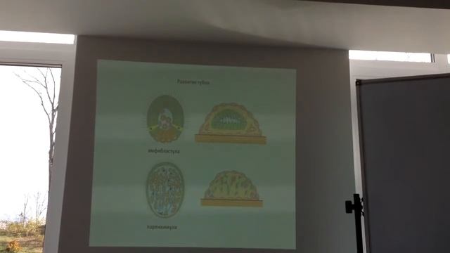 Зоология беспозвоночных лекция 4. Metazoa. Porifera (Spongia) Губки. Часть 2 смотреть онлайн