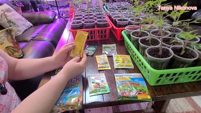 Чем подкормить рассаду, если листья становятся фиолетовыми. Подкормка рассады в холодную погоду. смотреть онлайн