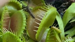 Мистер Мухолов, как кормить домашнее растение. Венерина мухоловка.