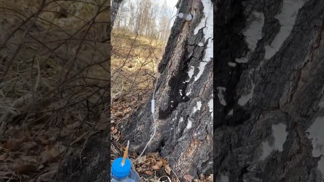 Березовый сор. Через капельницу. смотреть онлайн