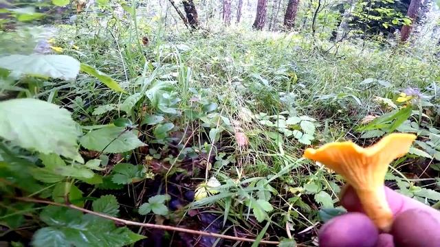 По грибы по ягоды, Подмосковье 2018 смотреть онлайн