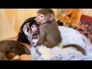 Мы вернулись с прогулки и Люська стала учить Степу как нужно РВАТЬ ОБОИ)))