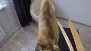 Как правильно высушить шкурку соболя