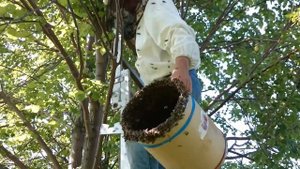 КАК СНЯТЬ РОЙ С ДЕРЕВА ПО ЧАСТЯМ/РОЕВАЯ ПОРА