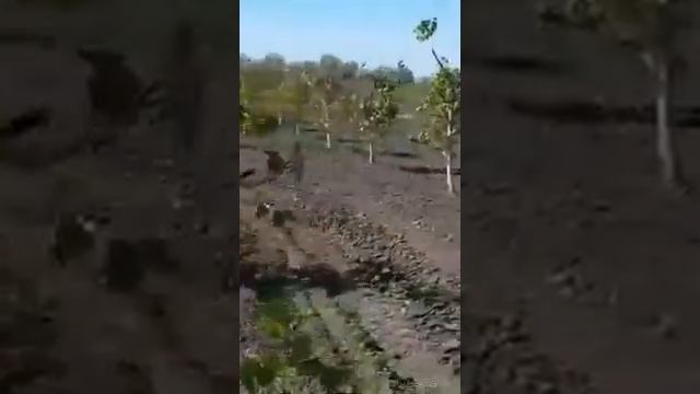 Цветение грецкого ореха в саду. смотреть онлайн