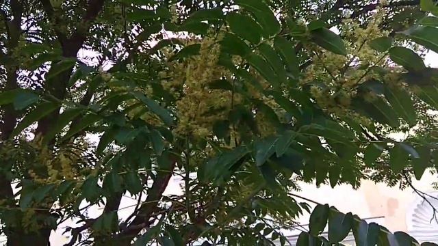 Что это за медонос? Пчёлы сейчас с корнем вырвут... смотреть онлайн