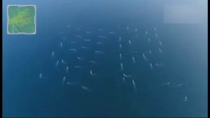 Москитный флот Китая.