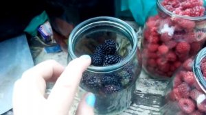 Зарабатываю как могу. Самая ранняя Ежевика! Новости нашего двора!