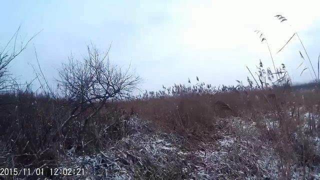 Охота на кабана или много промахов