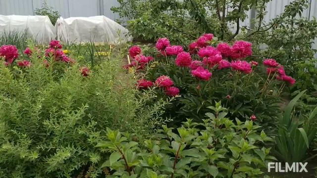 моя любимая дача/небольшой обзор после трёх недель нашего отсутствия смотреть онлайн