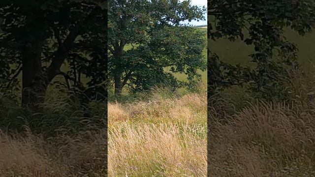 Little Scottish farm with Tractor and Sheep Short Film