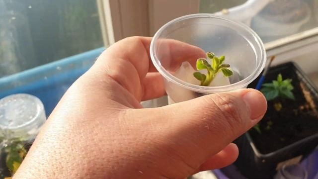 Поспела клубника на гидропонике. Развитие корешков павловнии. смотреть онлайн