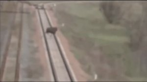 В Чернобыле был замечен Лось - мутант без головы.