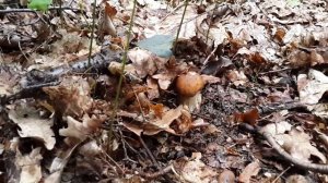 Белый гриб (Boletus aeretus) в июле растёт в тенистом лесу