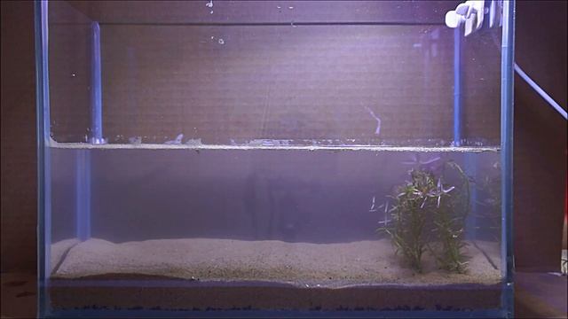 #Тестовый_аквариум_10L Питательная подложка биогумус. Запуск. смотреть онлайн