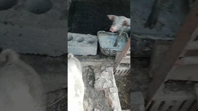 Поросята в пьяном угаре смотреть онлайн