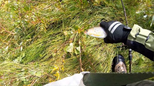 Путешествие в республику "Тыву" 2019г ( часть седьмая ) девятый день в тайге , река Серлиг-Хем ! смотреть онлайн