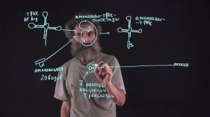 Цитология. Лекция 31. Синтез белка