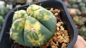 Gymnocalycium Denudatum Variegata | Cacti Succulent Review