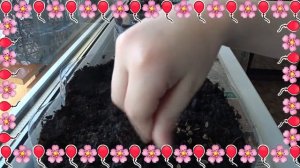 ✿ Грядка на подоконнике ✿ Как посадить укроп дома ✿ Саженцы ✿ ЗОЖ ✿